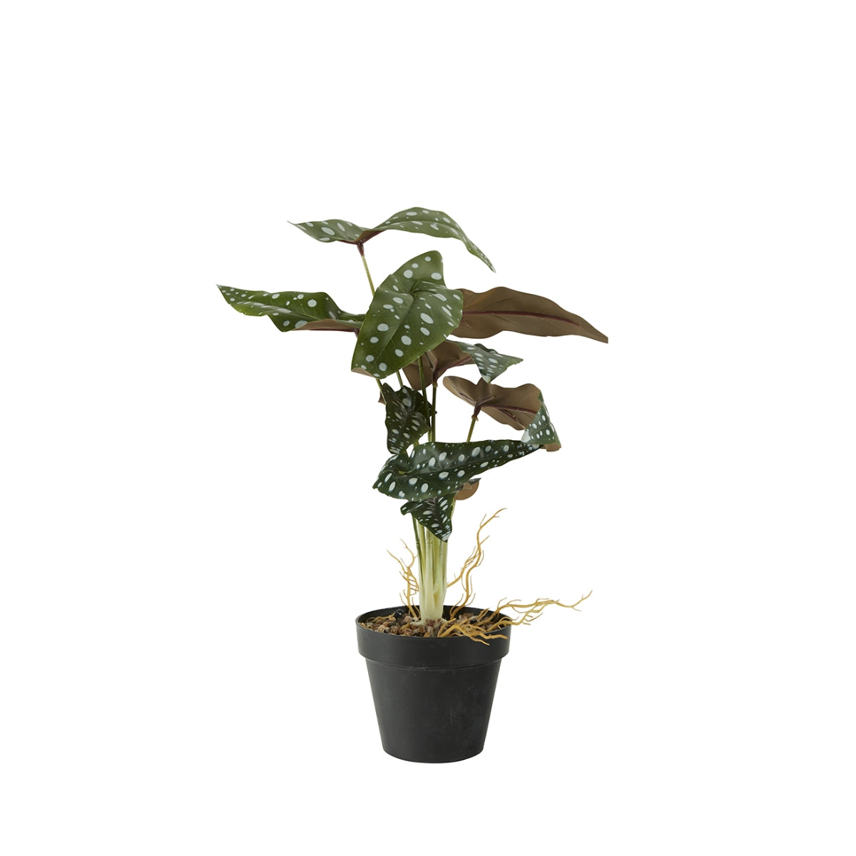 Bahne | Kunstig plante - Dotted Begonia - Bolighuset Werenberg